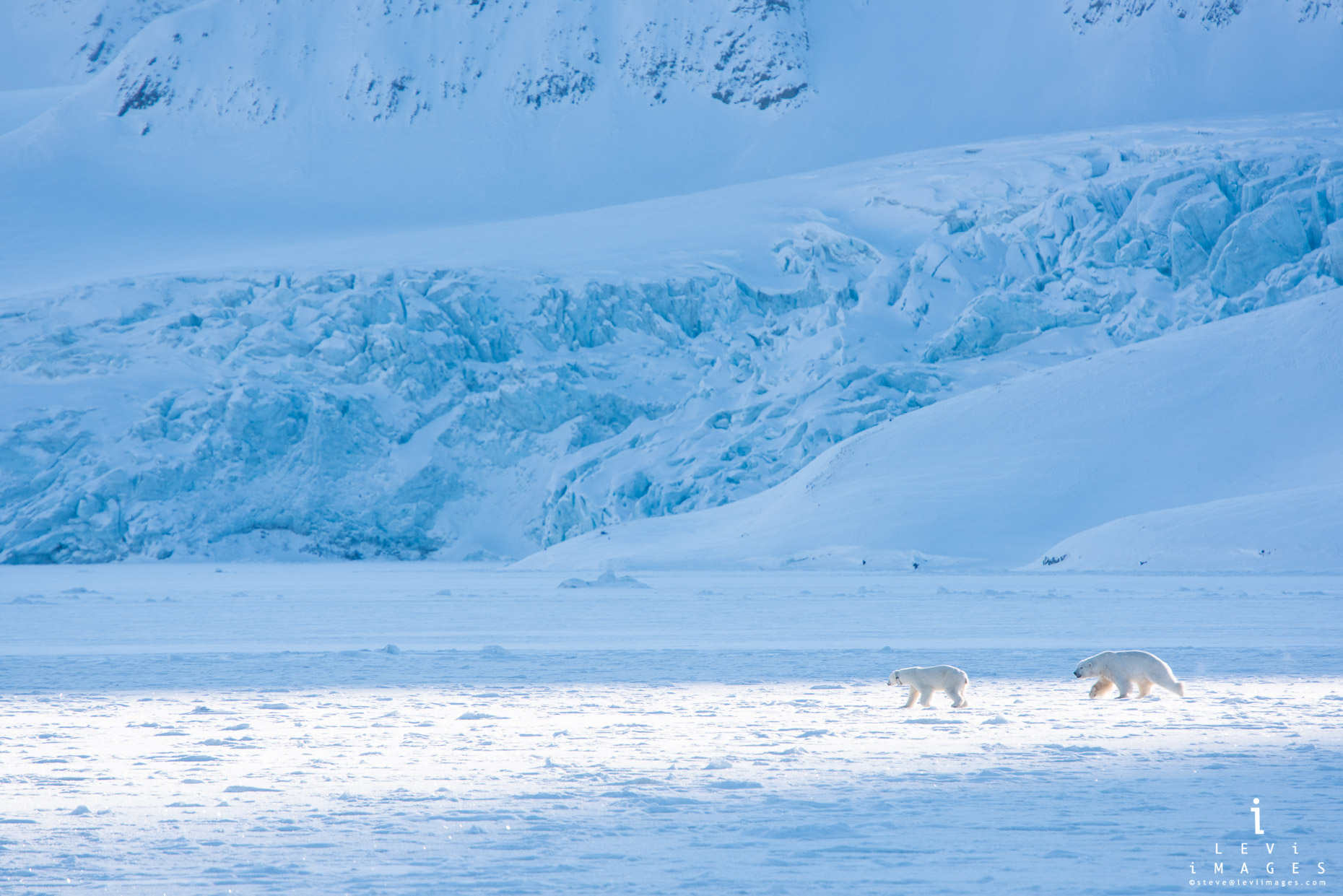 Polar bear (Ursus maritimus) chases mate in front of snow-covered glacier. Svalbard, Norway