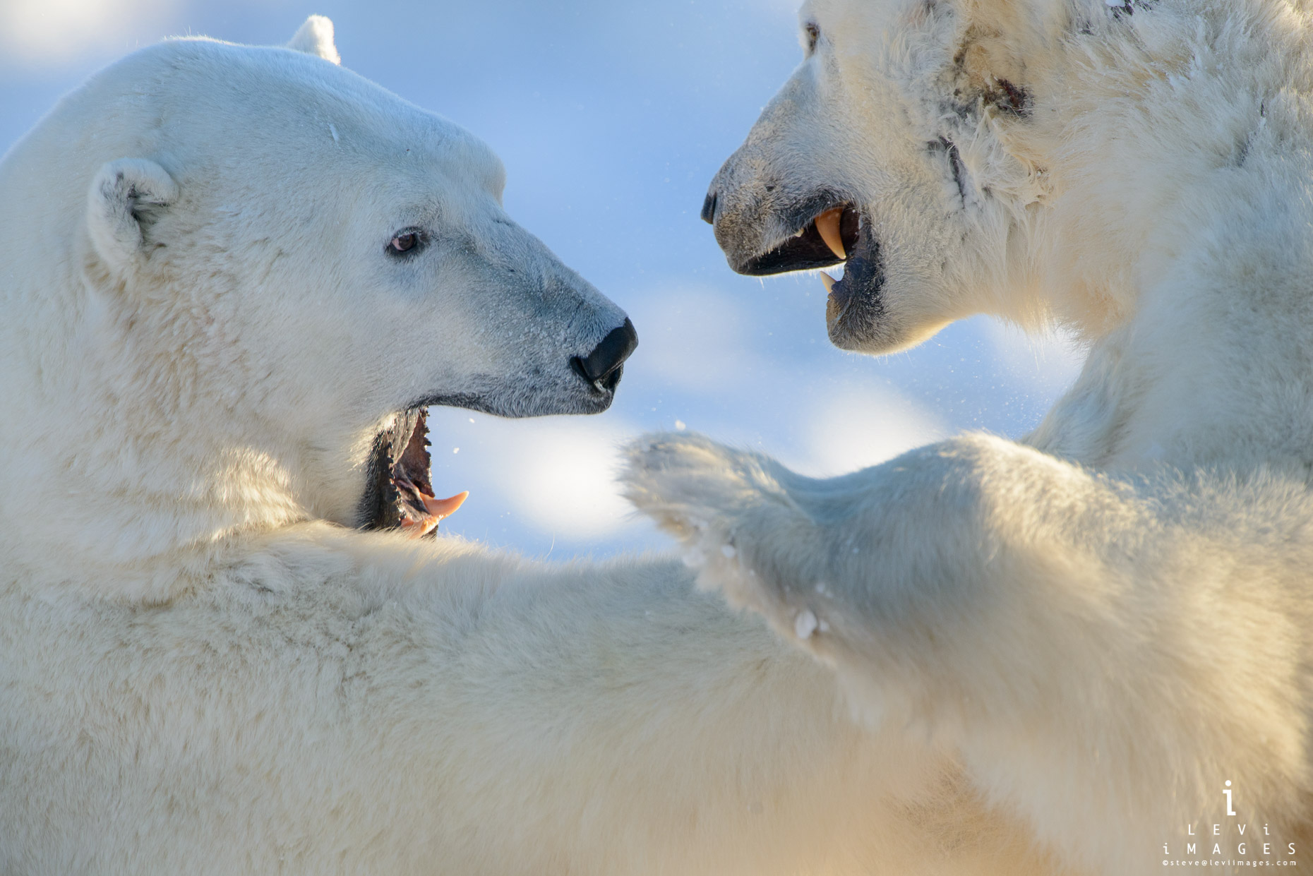 Sparring Polar Bears closeup. Manitoba Canada