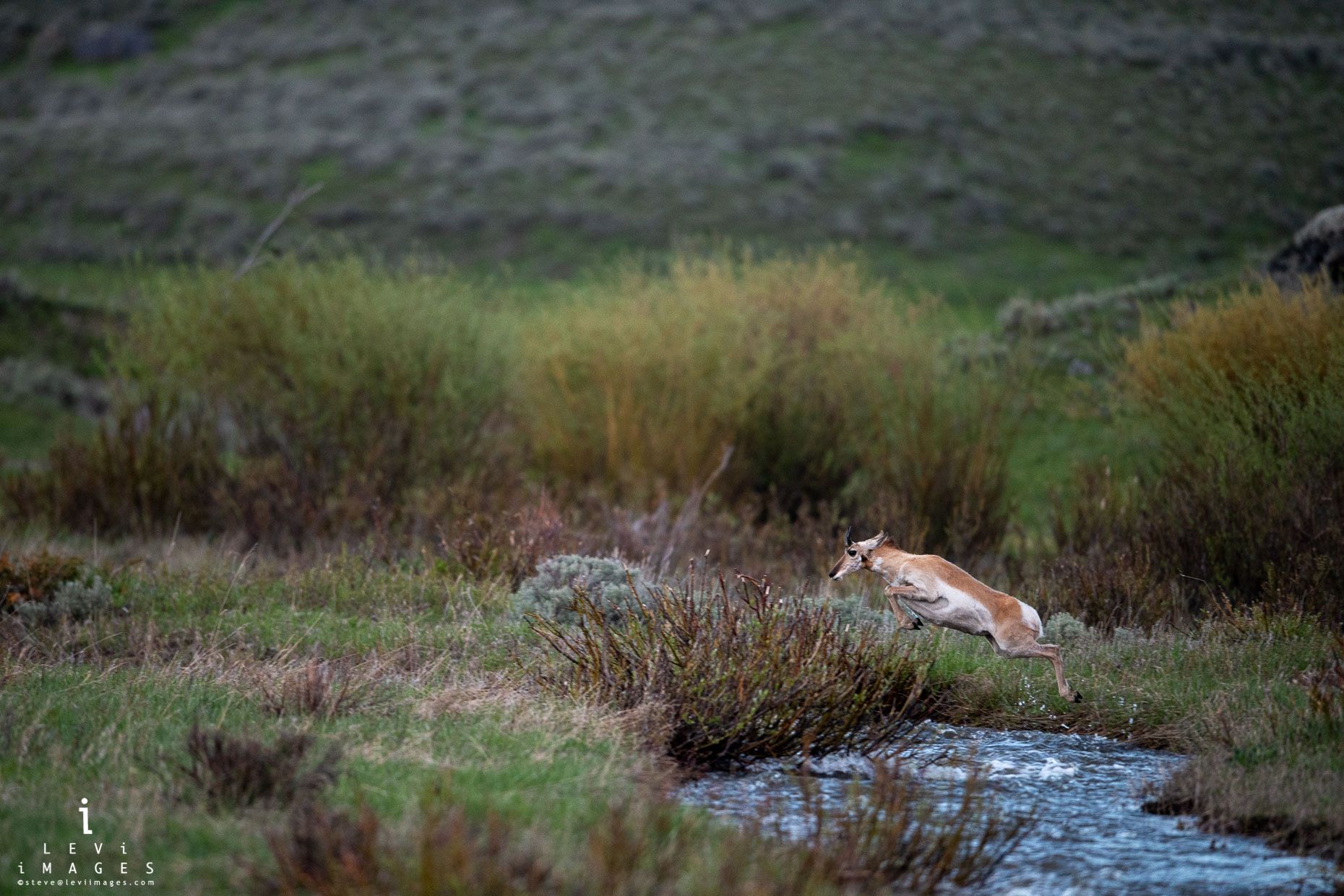 Pronghorn (Antilocapra americana) sheep leaping across stream. Yellowstone National Park, Wyoming
