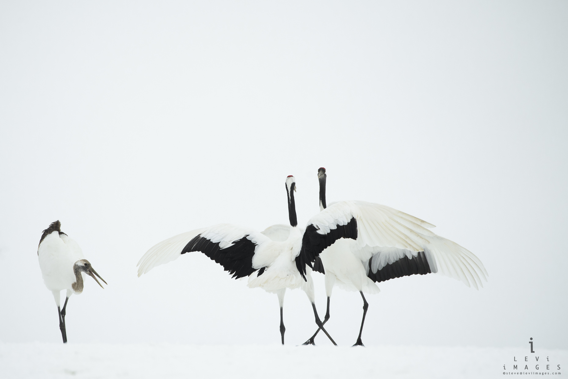Hokkaido red-crowned crane (Grus japonensis) mating ritual. Japan