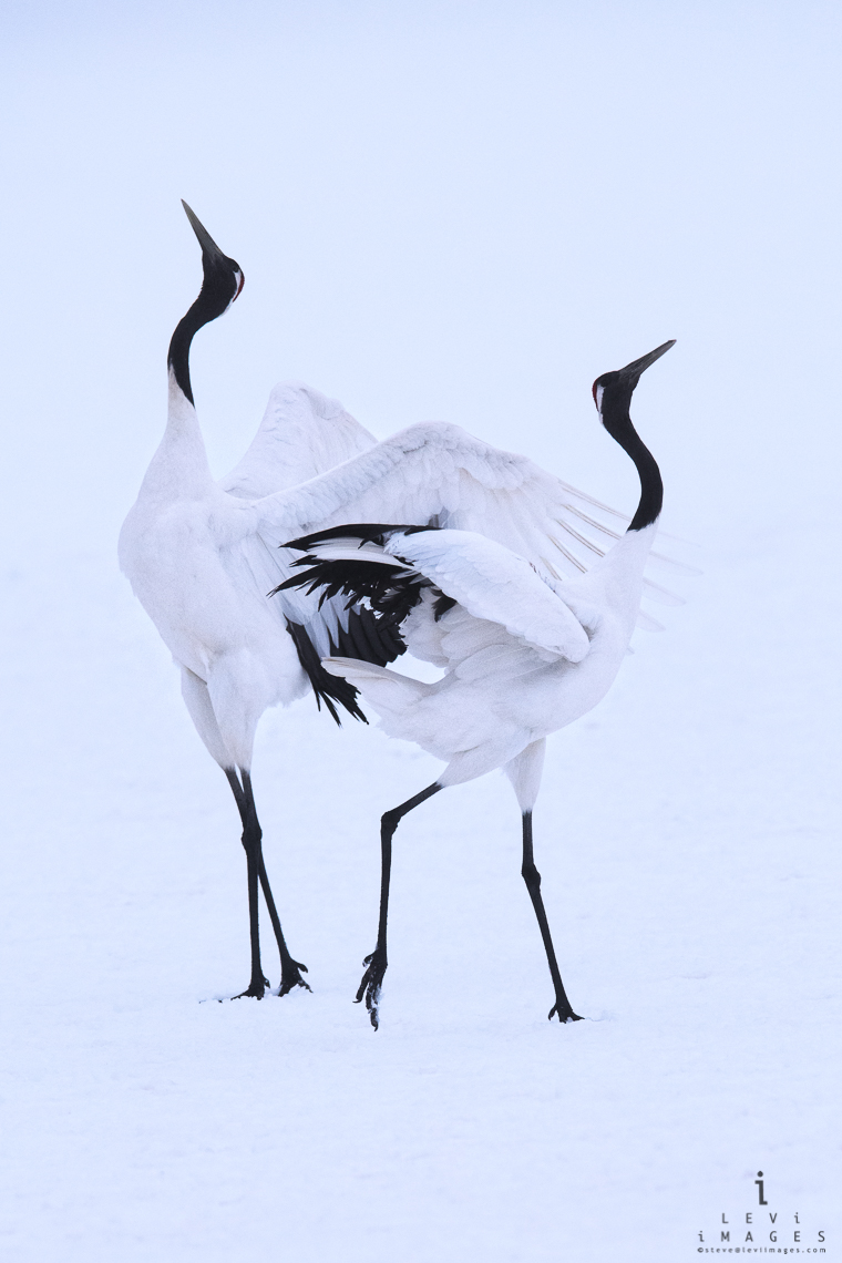 Hokkaido Red-crowned Crane (Grus japonensis)  mating ritual – vertical. Japan