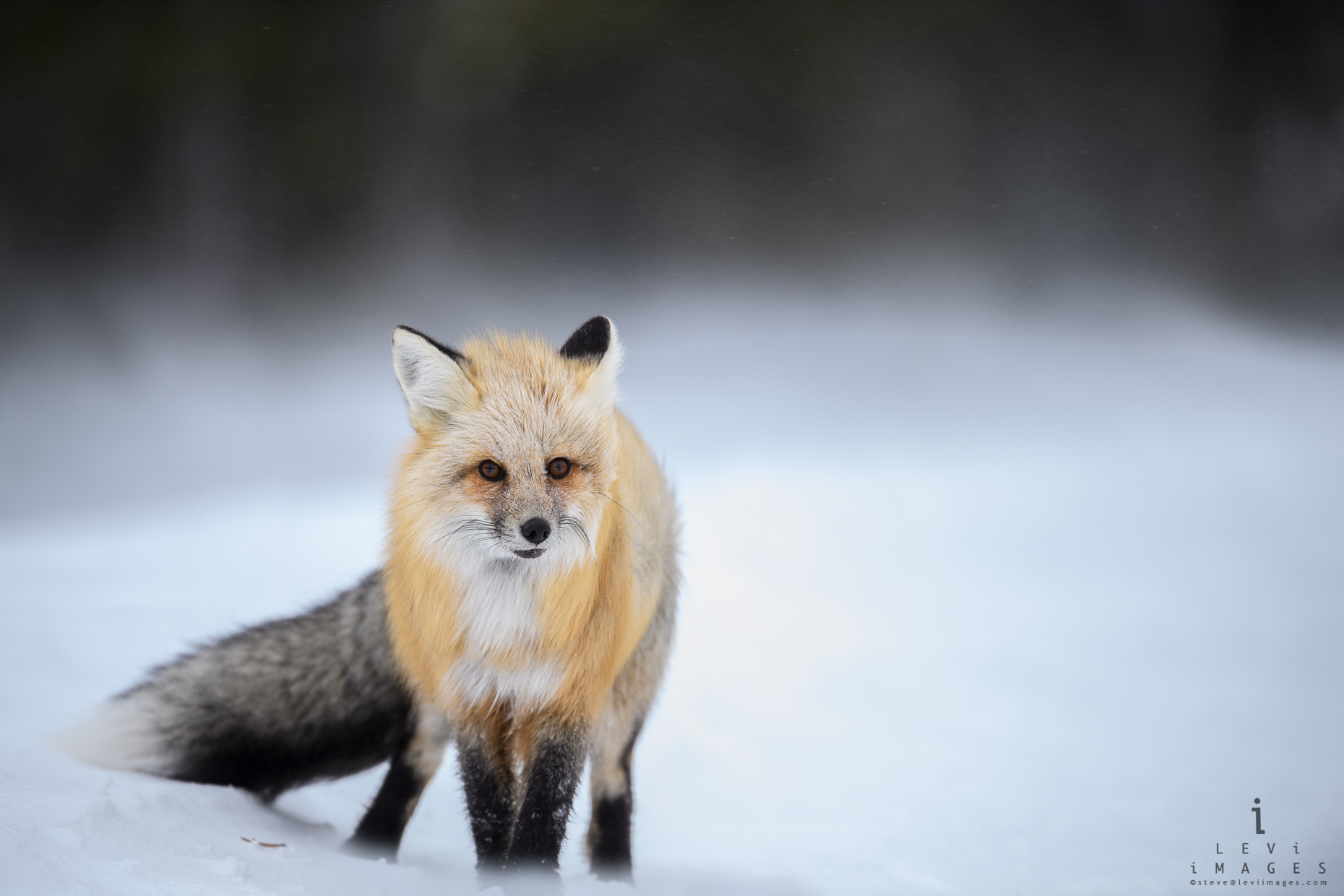 Red fox (Vulpes vulpes) pauses to listen for danger. Yellowstone National Park, Wyoming