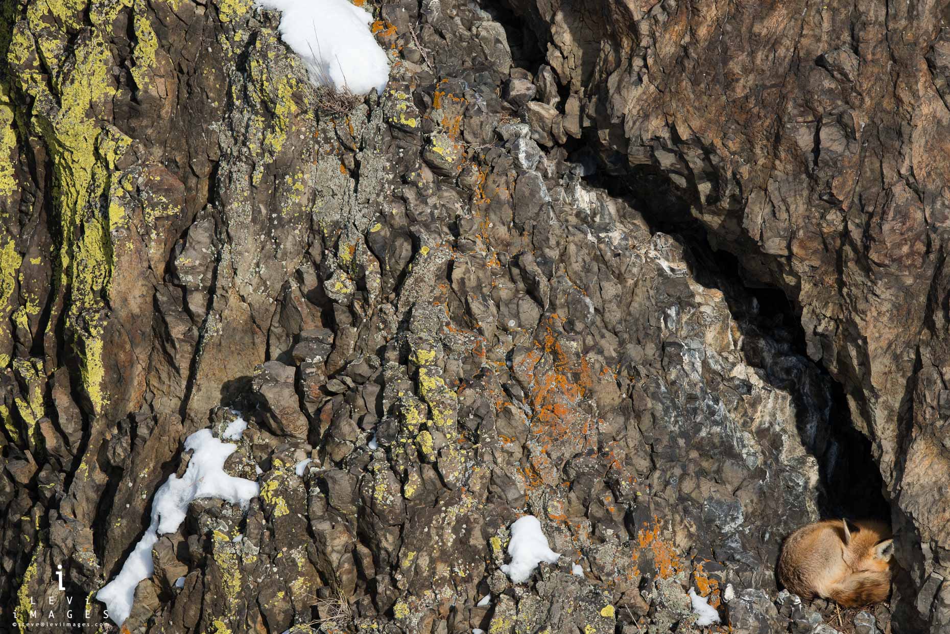 Red fox (Vulpes vulpes) sleeps in the crack of lichen-covered rock wall. Yellowstone National Park, Wyoming