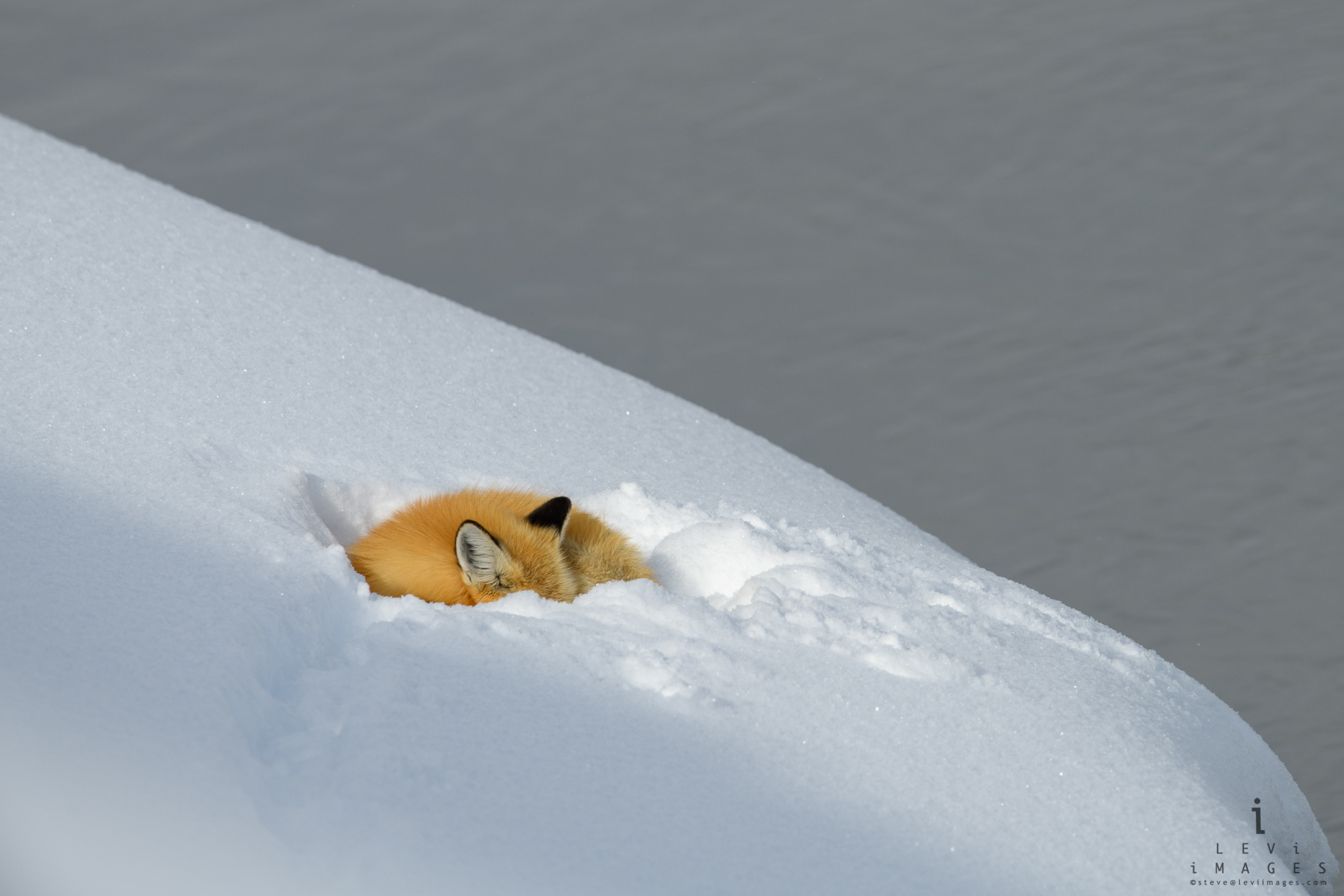 Red fox (Vulpes vulpes) sleeps in snow bank along river. Yellowstone National Park, Wyoming