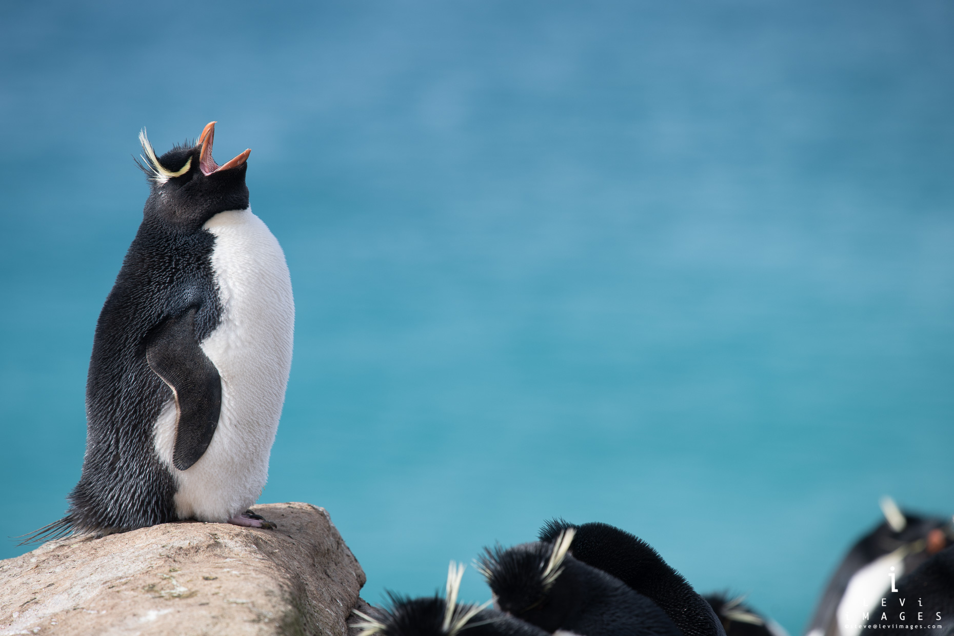 Southern Rockhopper penguin (Eudyptes chrysocome) perched on rock calls out in search of mate. Falkland Islands