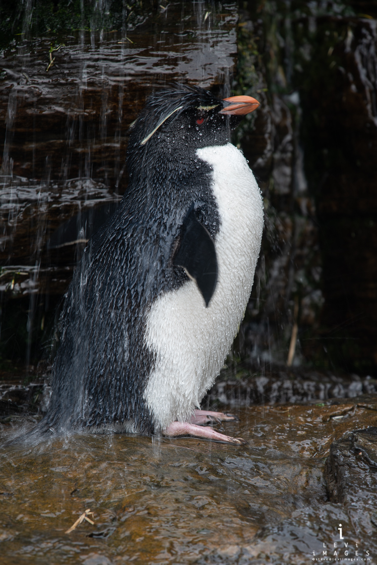 Southern Rockhopper penguin (Eudyptes chrysocome) takes shower. Sunders Island Falkland Islands