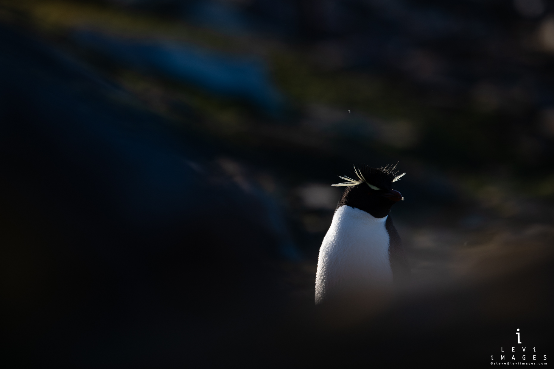 Backlit Southern Rockhopper penguin (Eudyptes chrysocome) Saunders Island, Falkland Islands