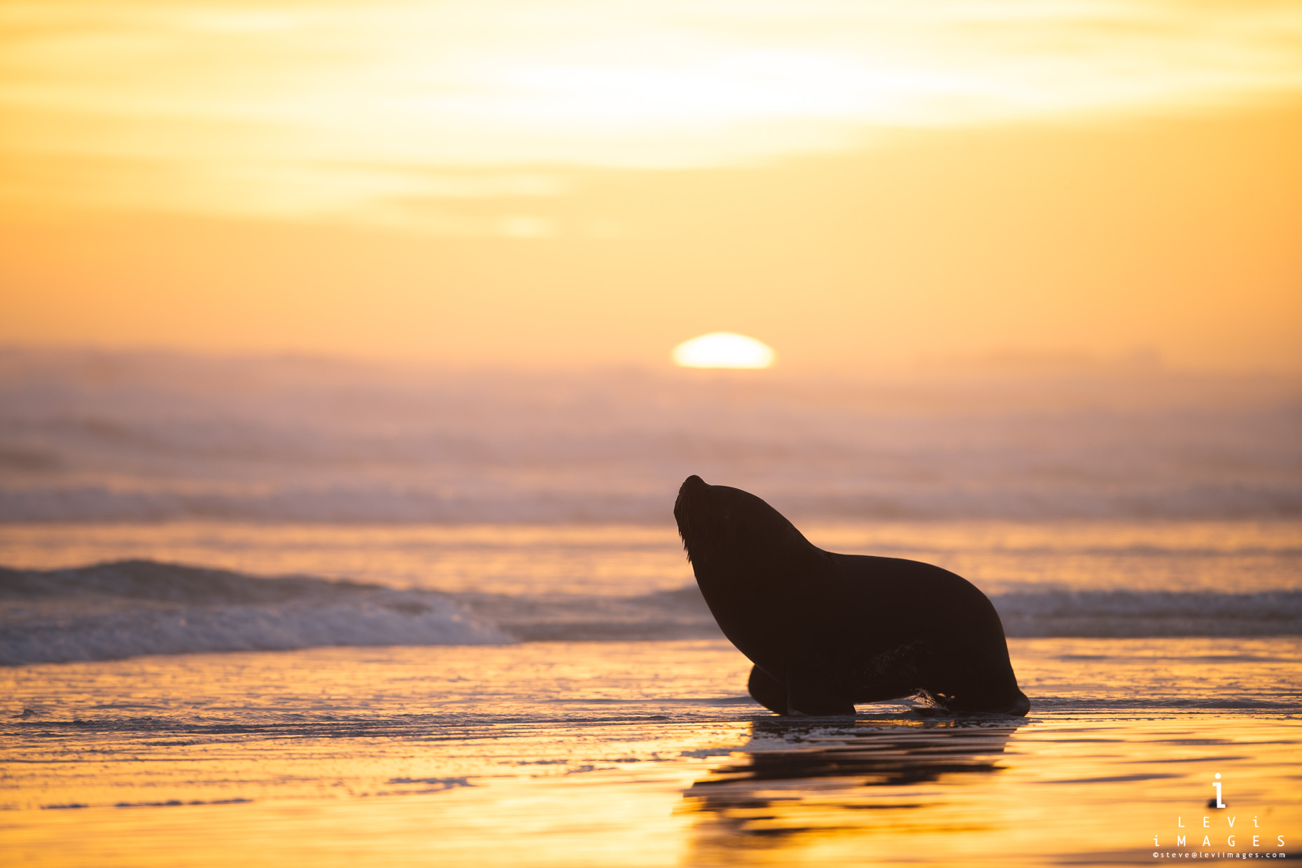 South American sea lion (Otaria flavescens) silhouette at beach with setting sun. Volunteer Point, Falkland Islands