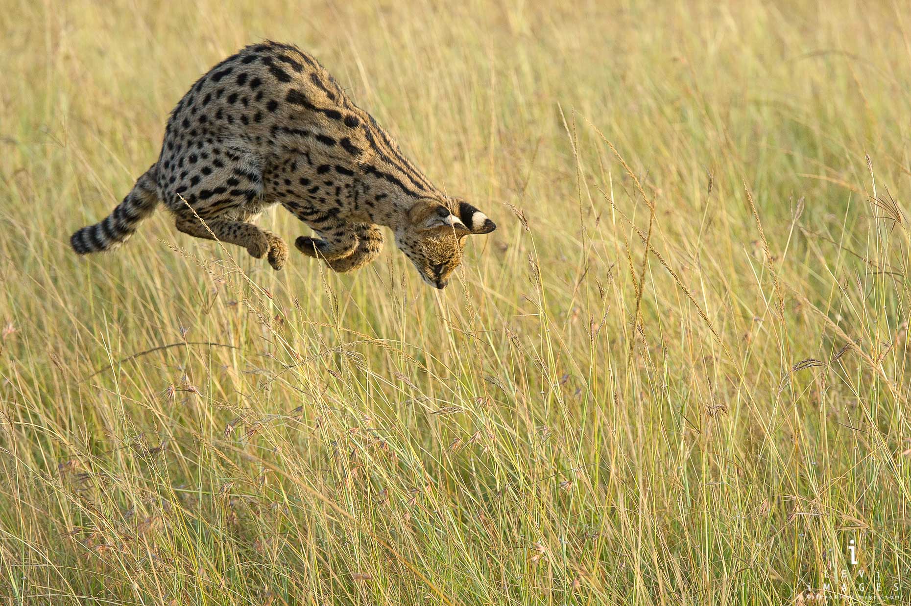 Serval (Leptailurus serval) cat pounces on prey. Maasai Mara, Africa