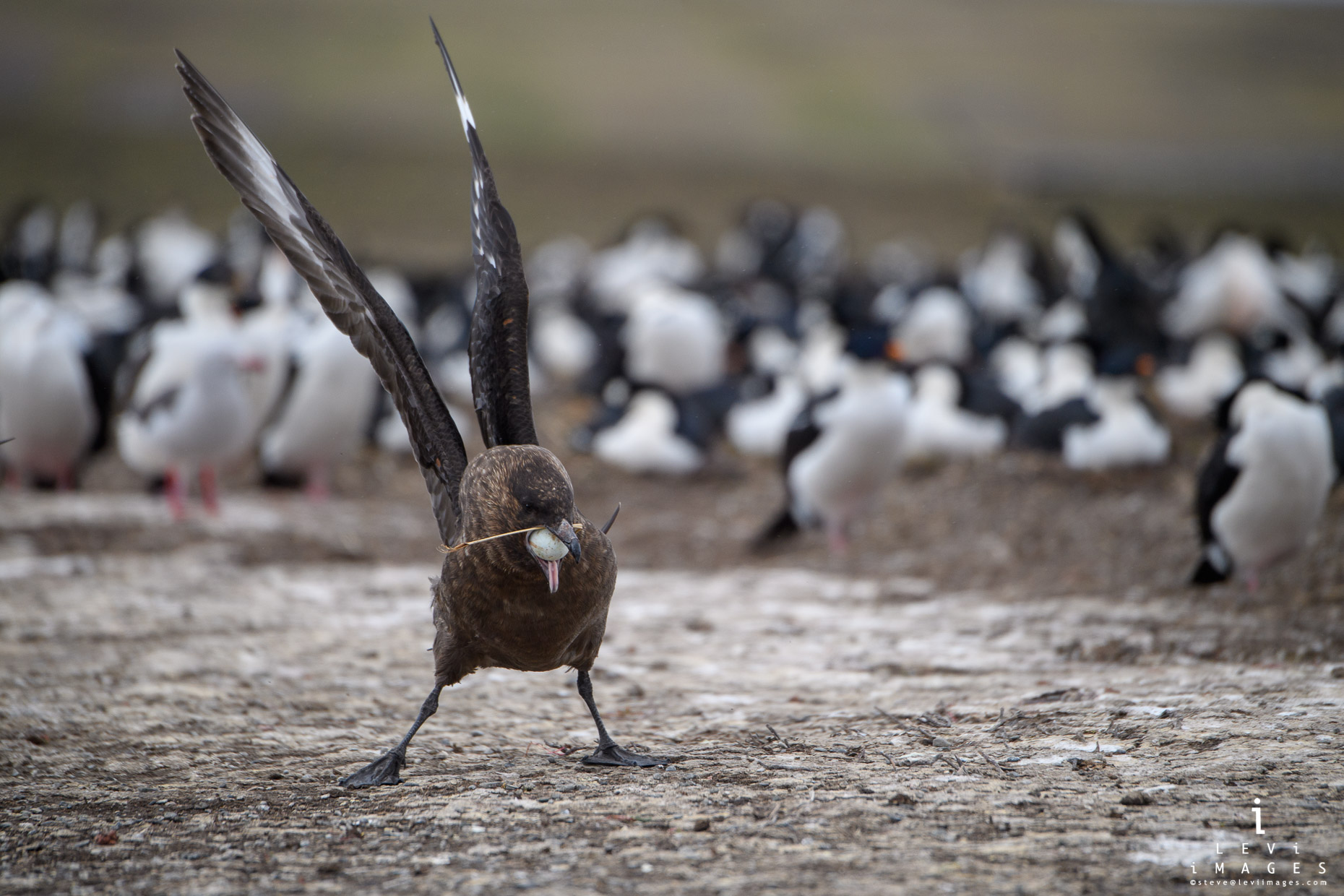 Brown skua (Stercorarius antarcticus) eats stolen shag egg. Bleker Island, Falkland Islands