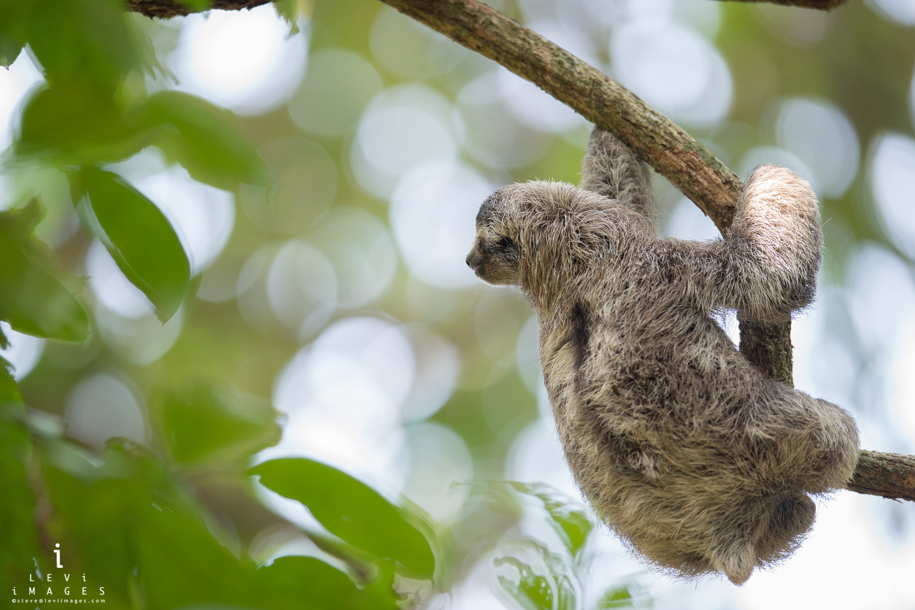 Three-toed sloth (Bradypus variegatus) climbs tree branch with beautiful bokeh. Osa Peninsula, Costa Rica