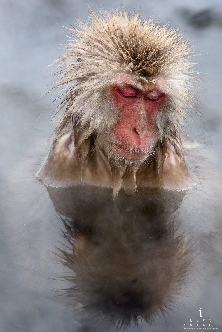 snow macaque in hot springs  Jigokudani Japan