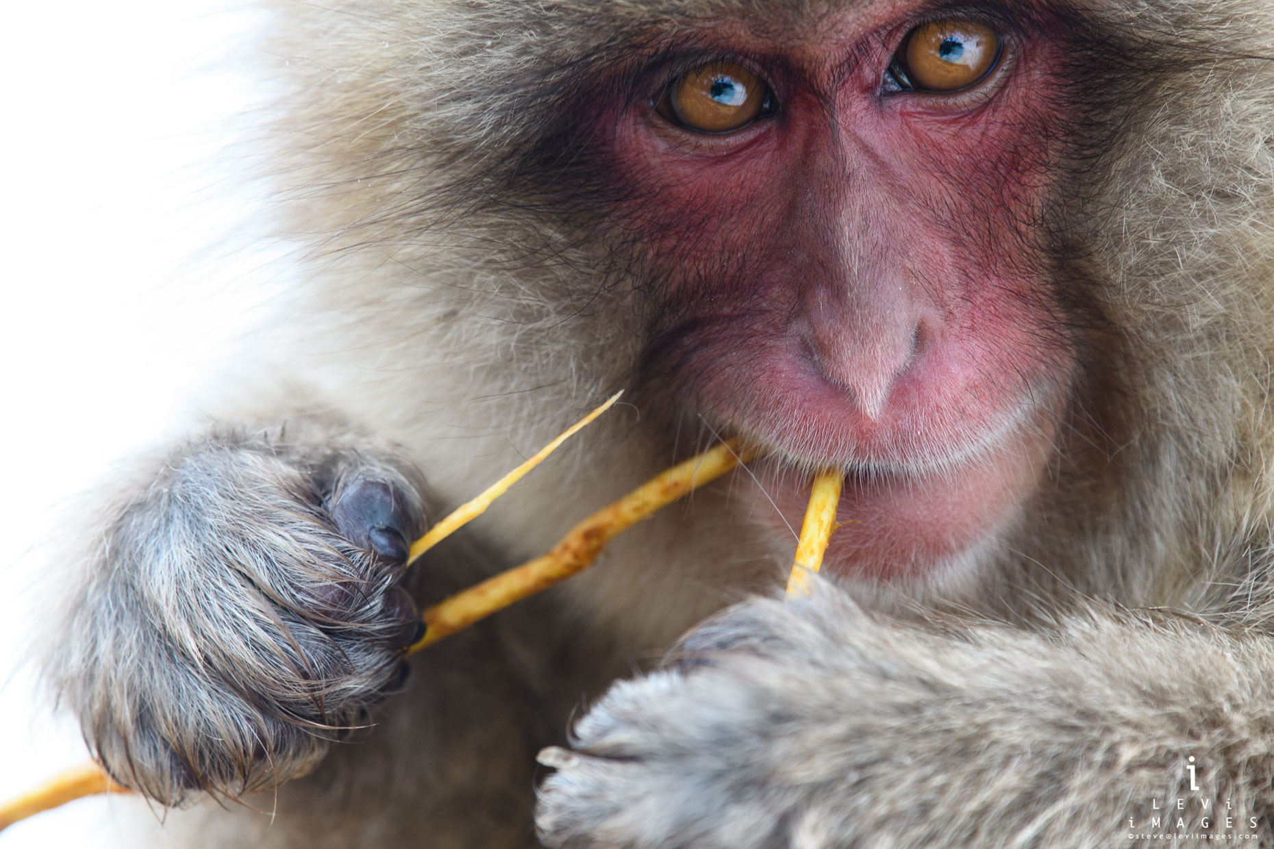 Japanese macaque (Macaca fuscata) headshot up close portrait. Jigokudani Japan