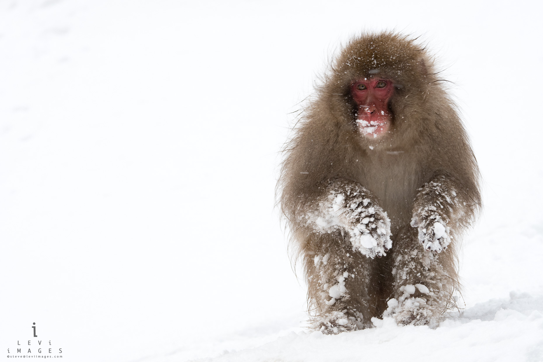 snow covered Japanese macaque (Macaca fuscata) portrait  Jigokudani, Japan.