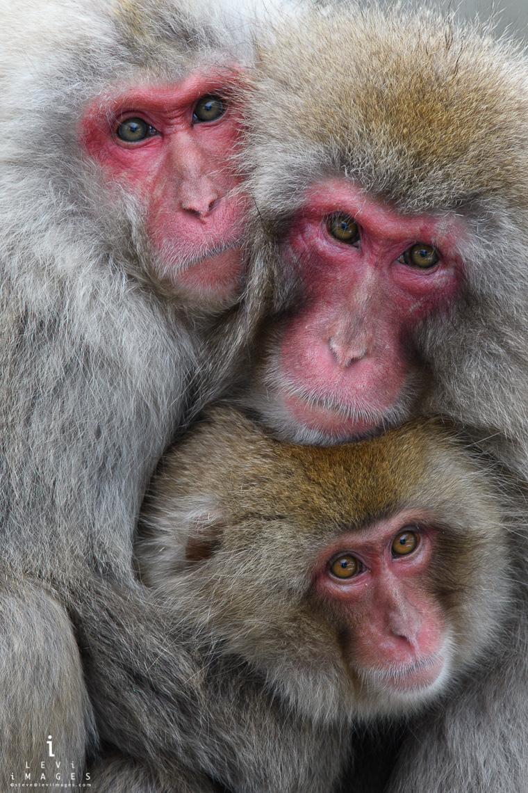 Japanese macaque (Macaca fuscata) parents and infant  portrait  Jigokudani Japan