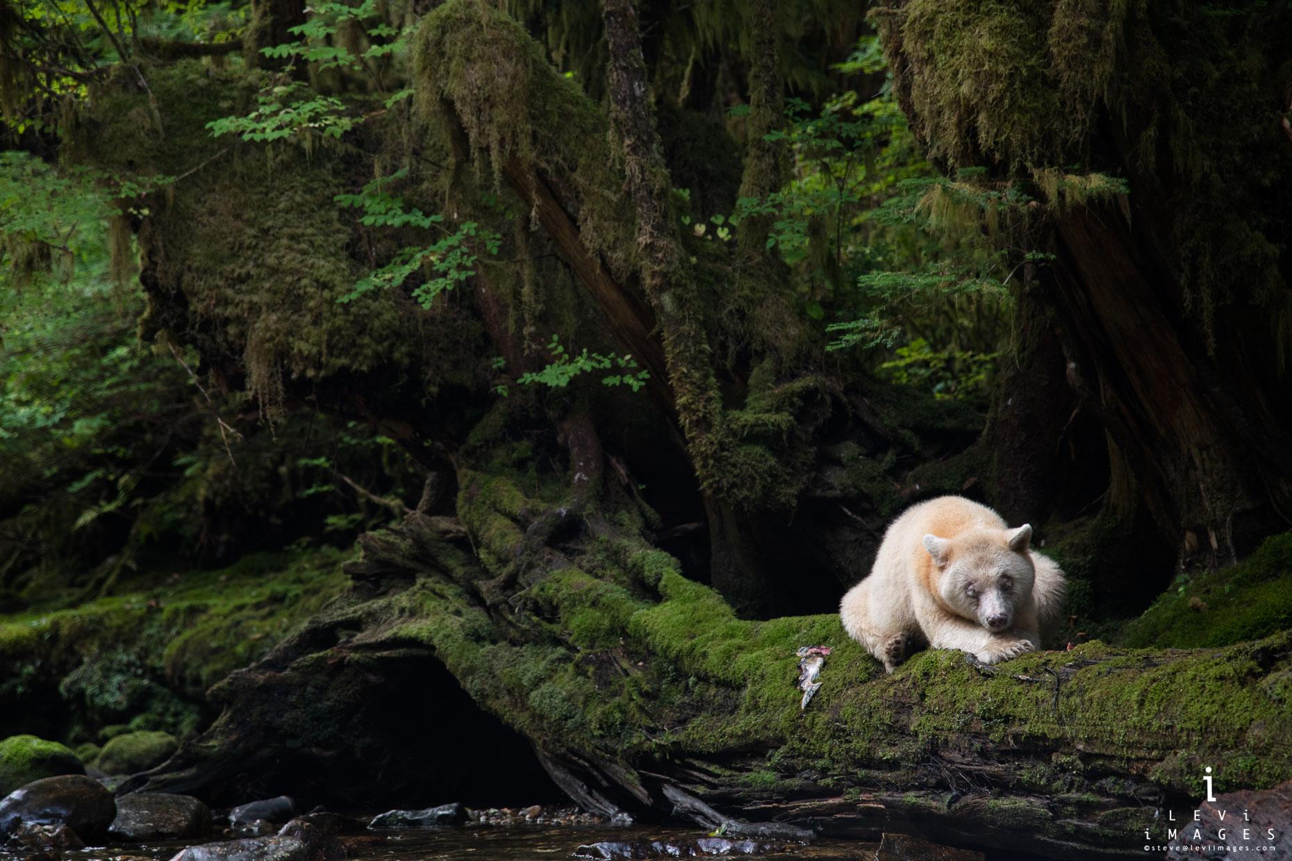 A Spirit Bear Lies On Moss-covered Log, Great Bear Rainforest, British ...