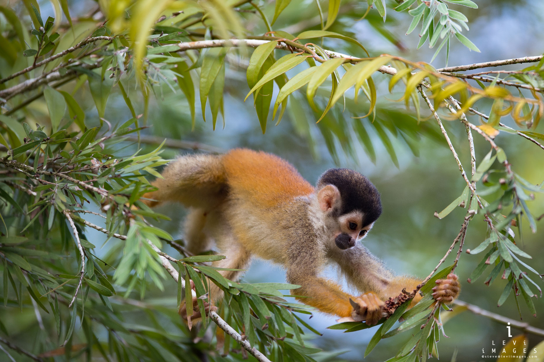 wild republic squirrel monkey