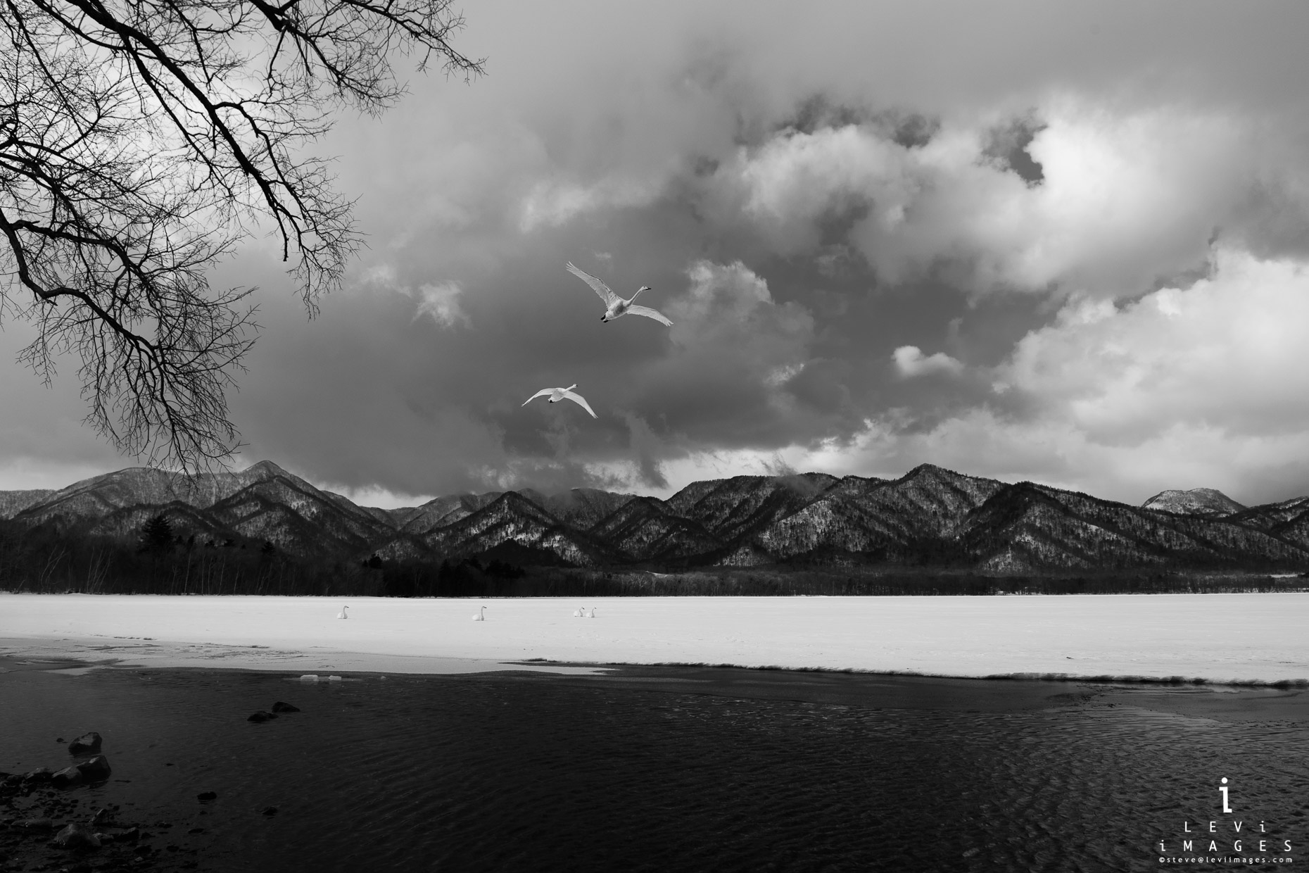 Hokkaido Whooper Swan (Cygnus cygnus) flying in front of mountains. Japan