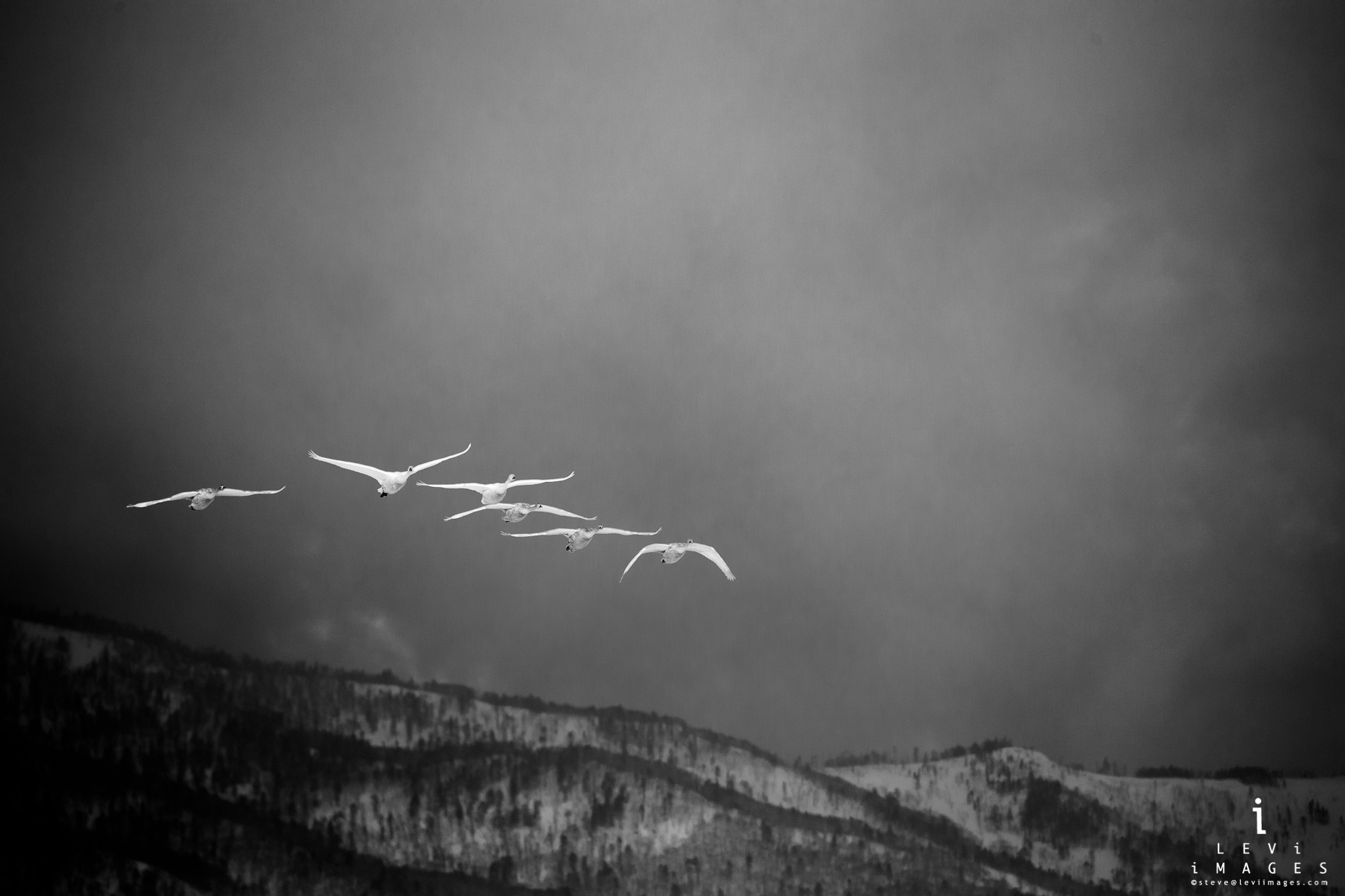 Hokkaido Whooper Swan (Cygnus cygnus) flying in front of mountains. Japan