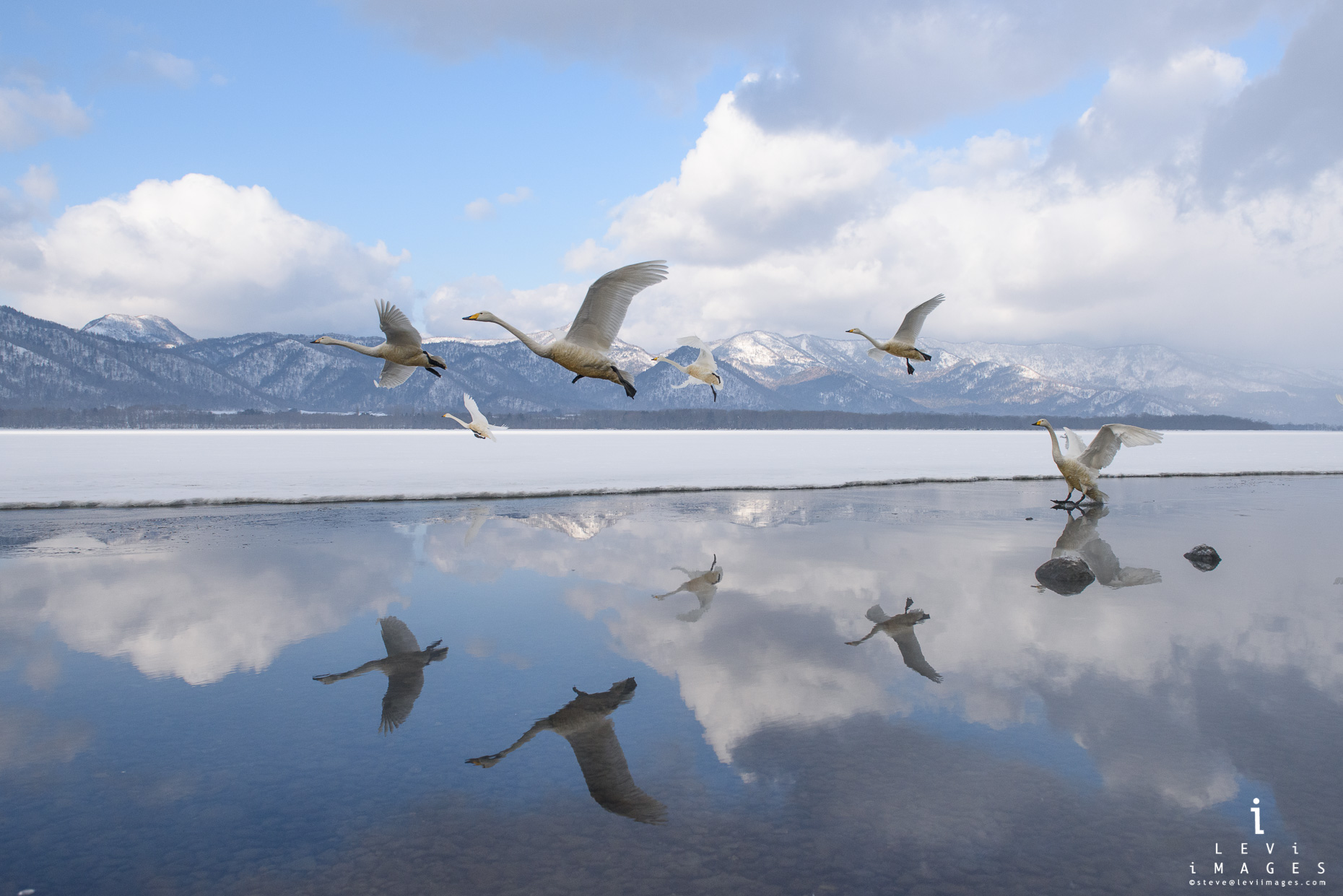 Hokkaido Whooper Swan (Cygnus cygnus) reflected  as they land. Japan