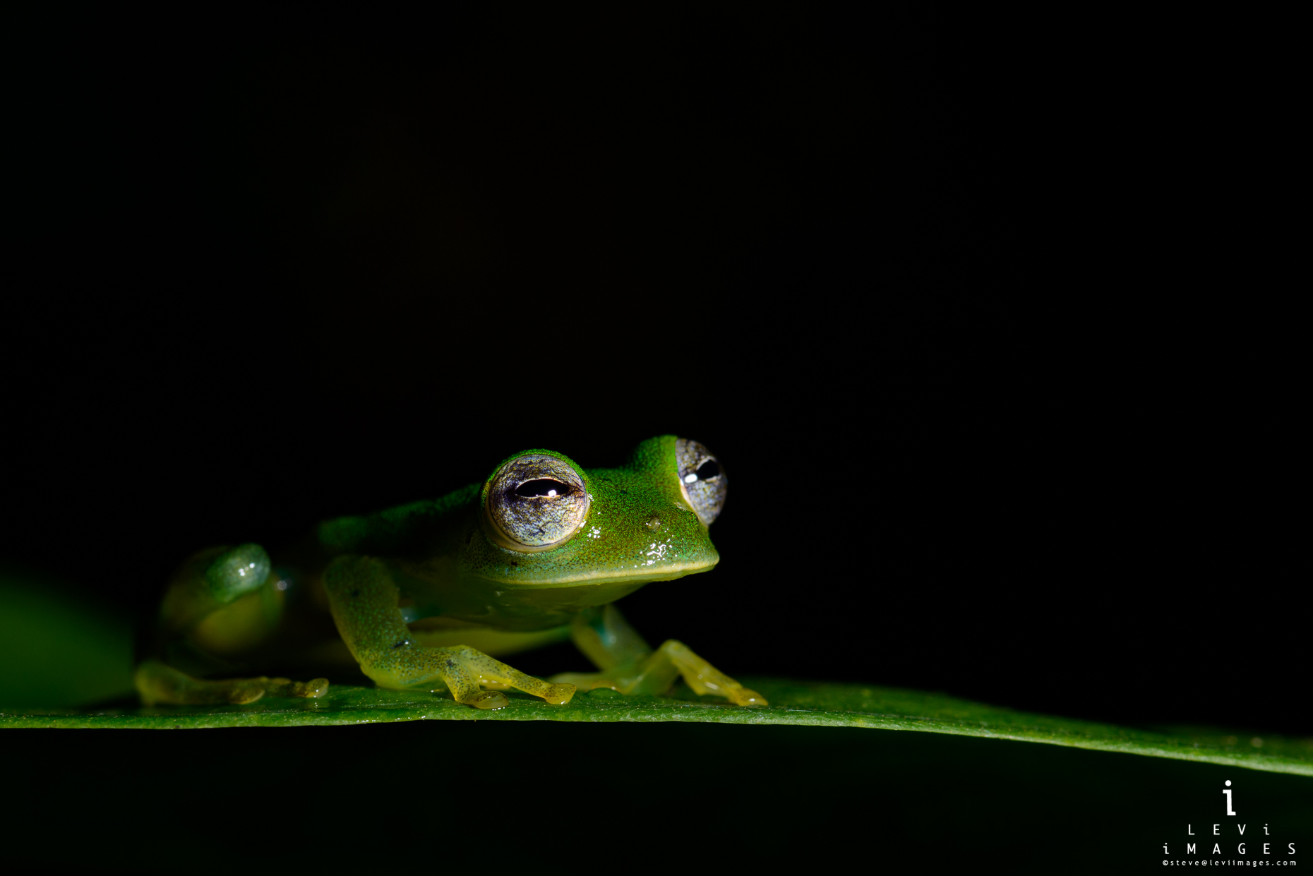 Granular glass frog (Cochranella granulosa) at night. Osa Peninsula, Costa Rica