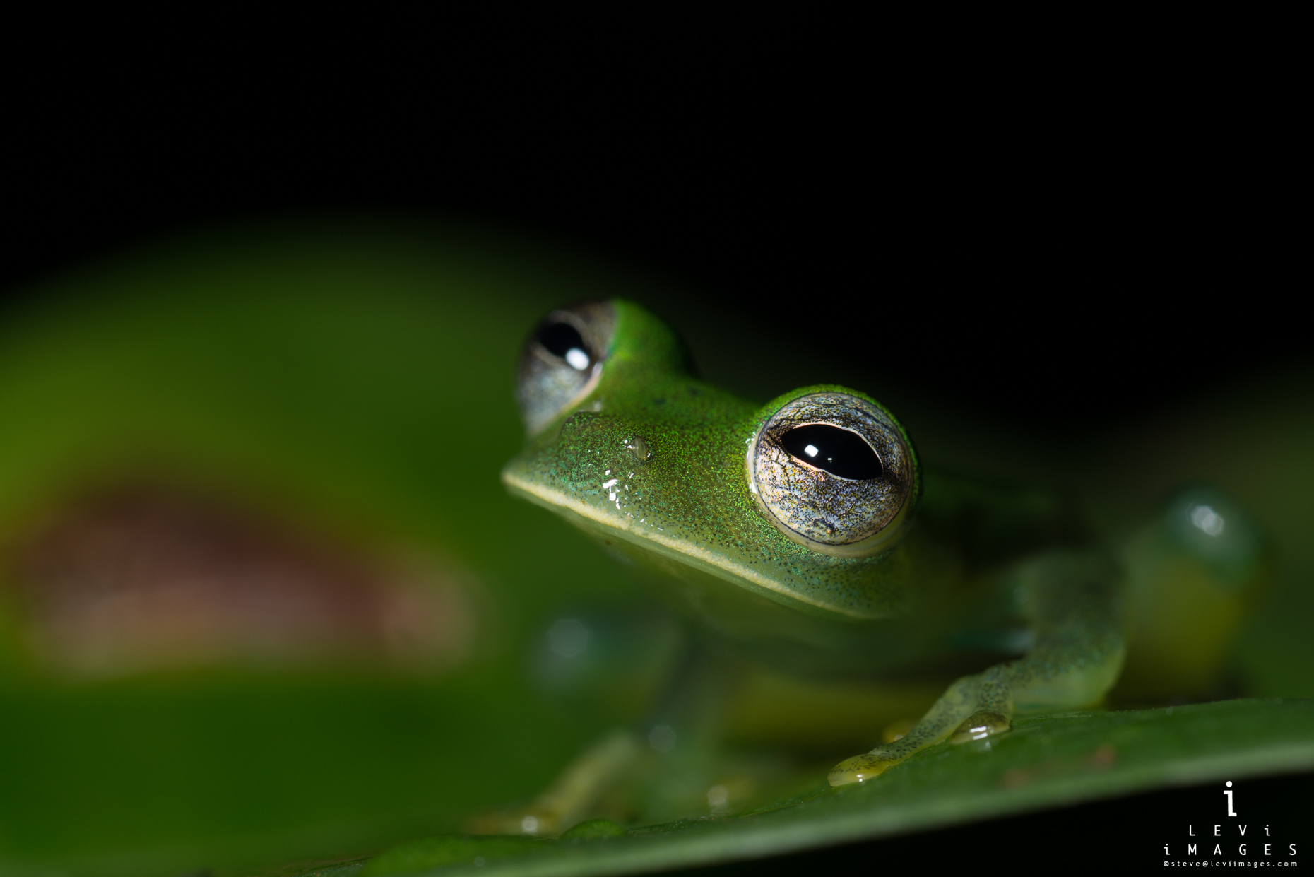 Granular glass frog (Cochranella granulosa) on leaf. Costa Rica
