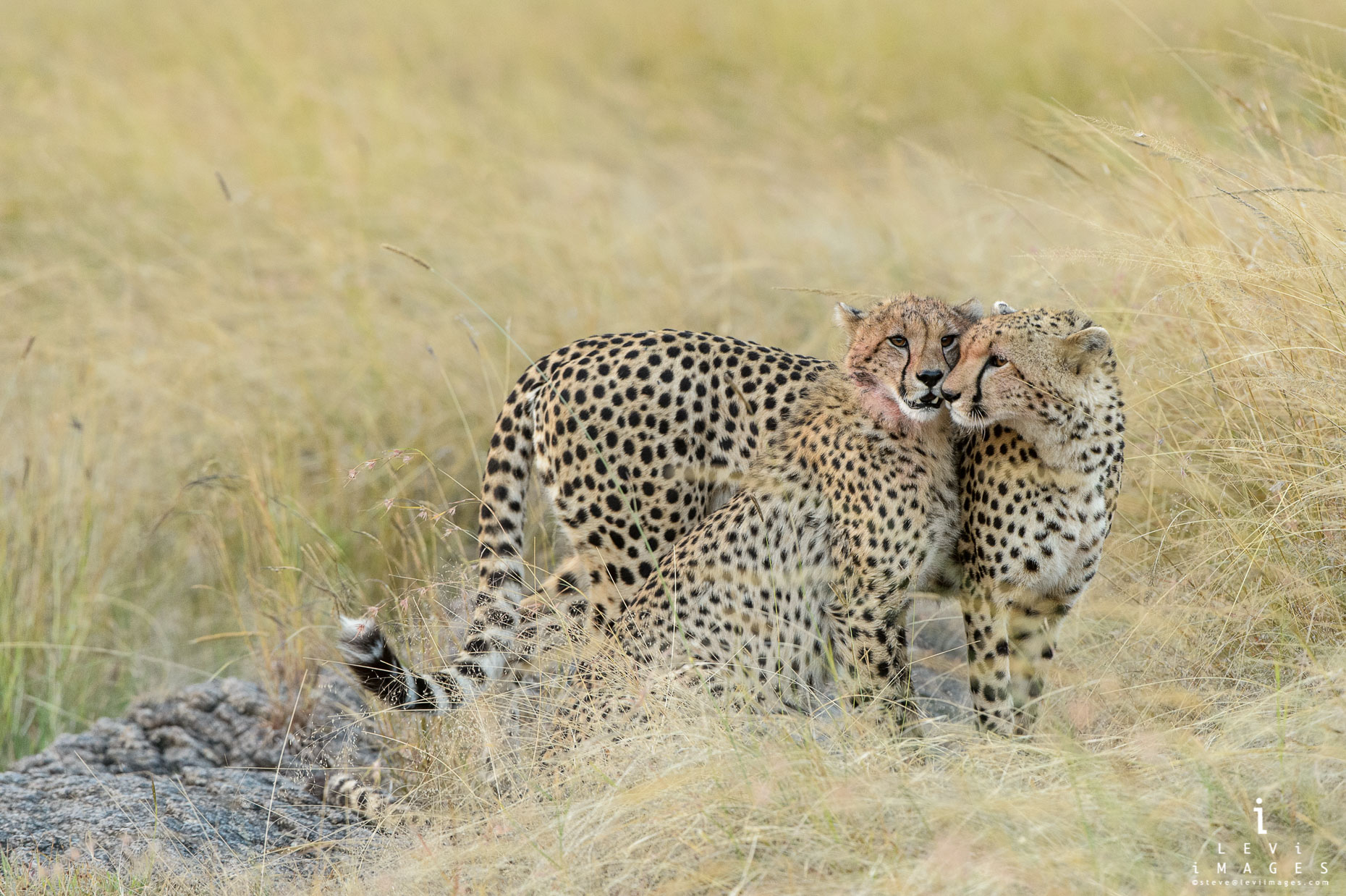 Two cheetahs (Acinonyx jubatus) being affectionate. Maasai Mara, Africa