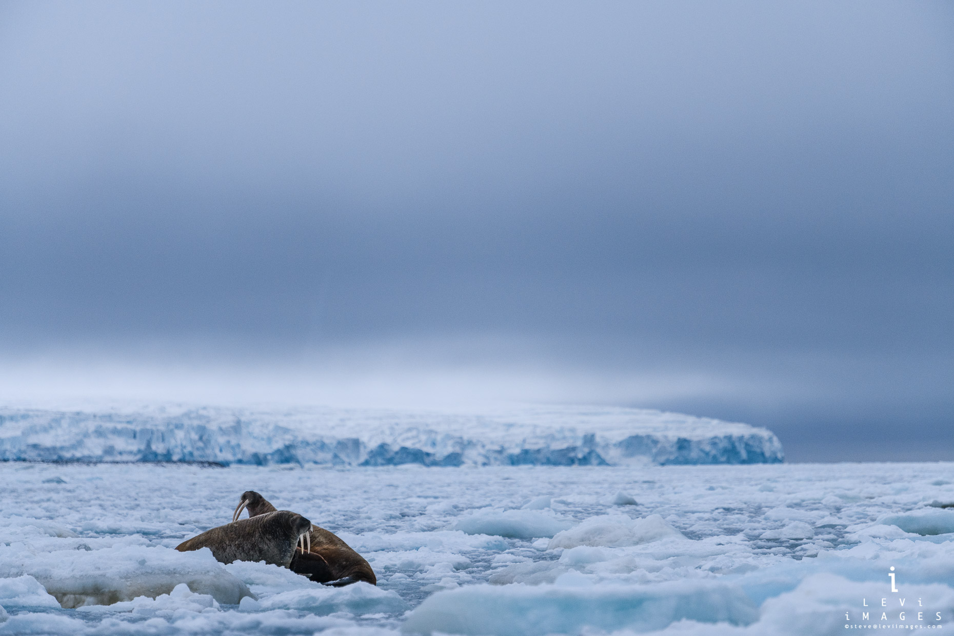 Walrus on ice near Kvitoya Ice Cap