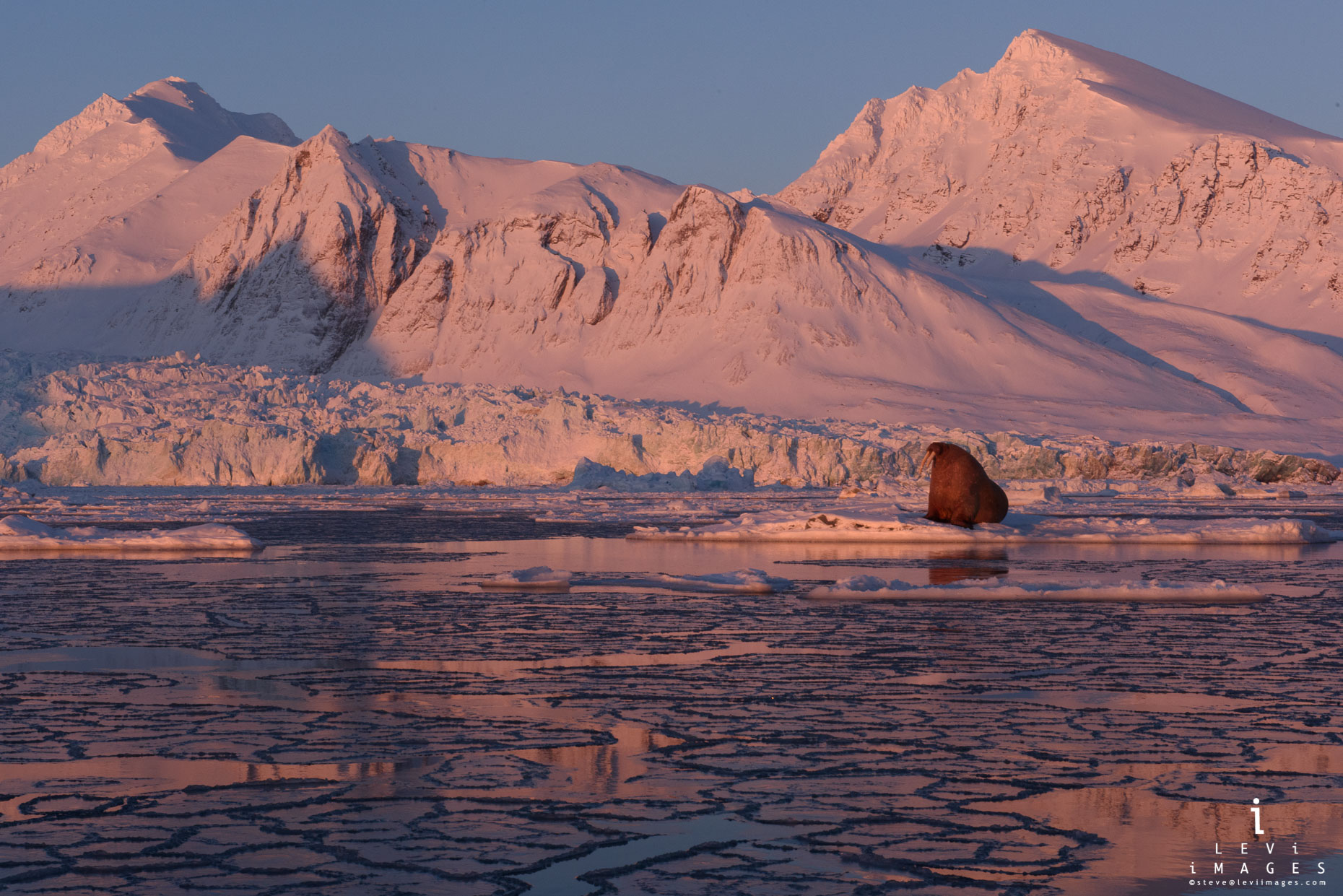 Walrus (Odobenus rosmarus) in glacial fjord at sunset Svalbard Norway