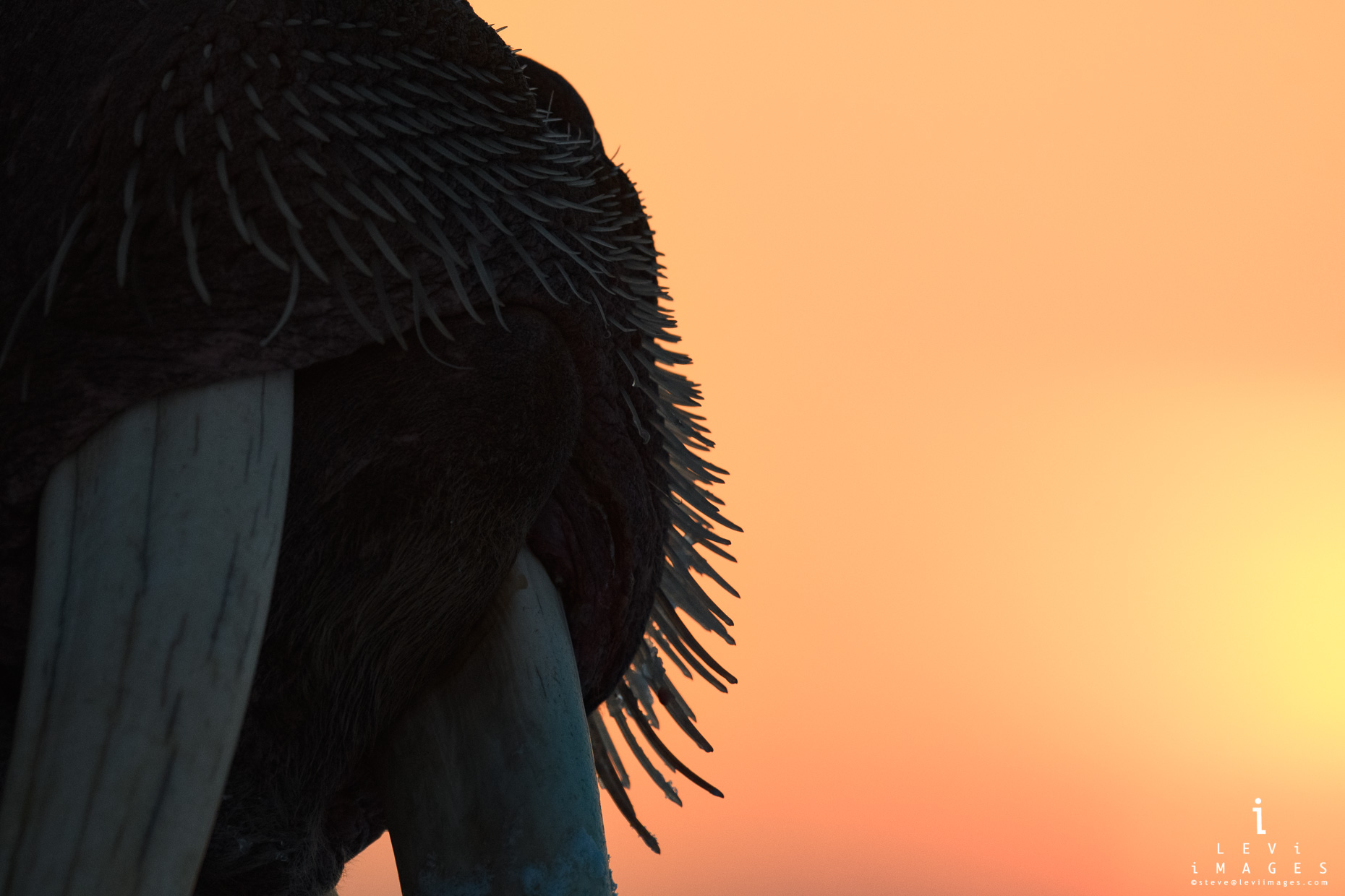 Walrus tusks and bristles at sunset closeup. Svalbard, Norway