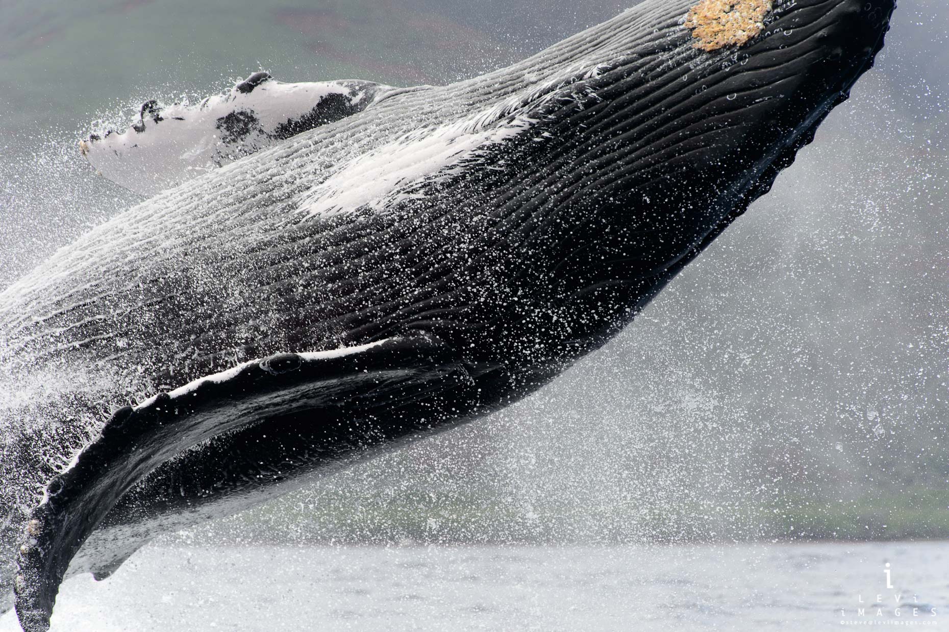 Humpback whale (Megaptera novaeangliae) breaching close–up. Hawaii