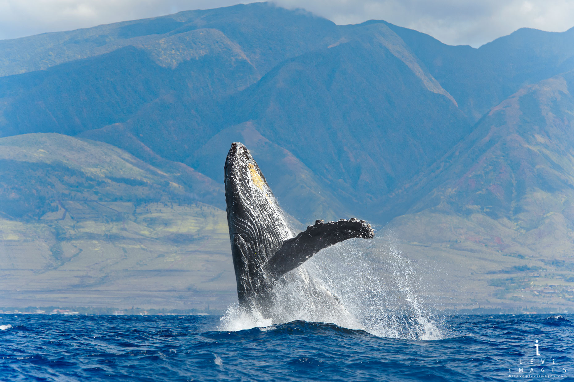 Humpback whale (Megaptera novaeangliae) breaching Maui, Hawaii