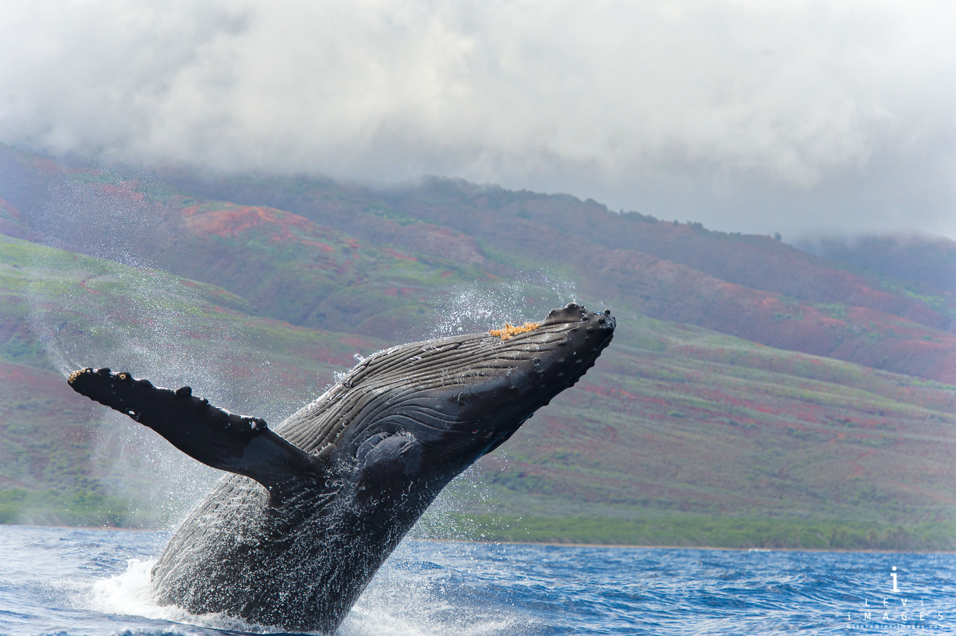 Humpback whale (Megaptera novaeangliae) breaching. Maui, Hawaii