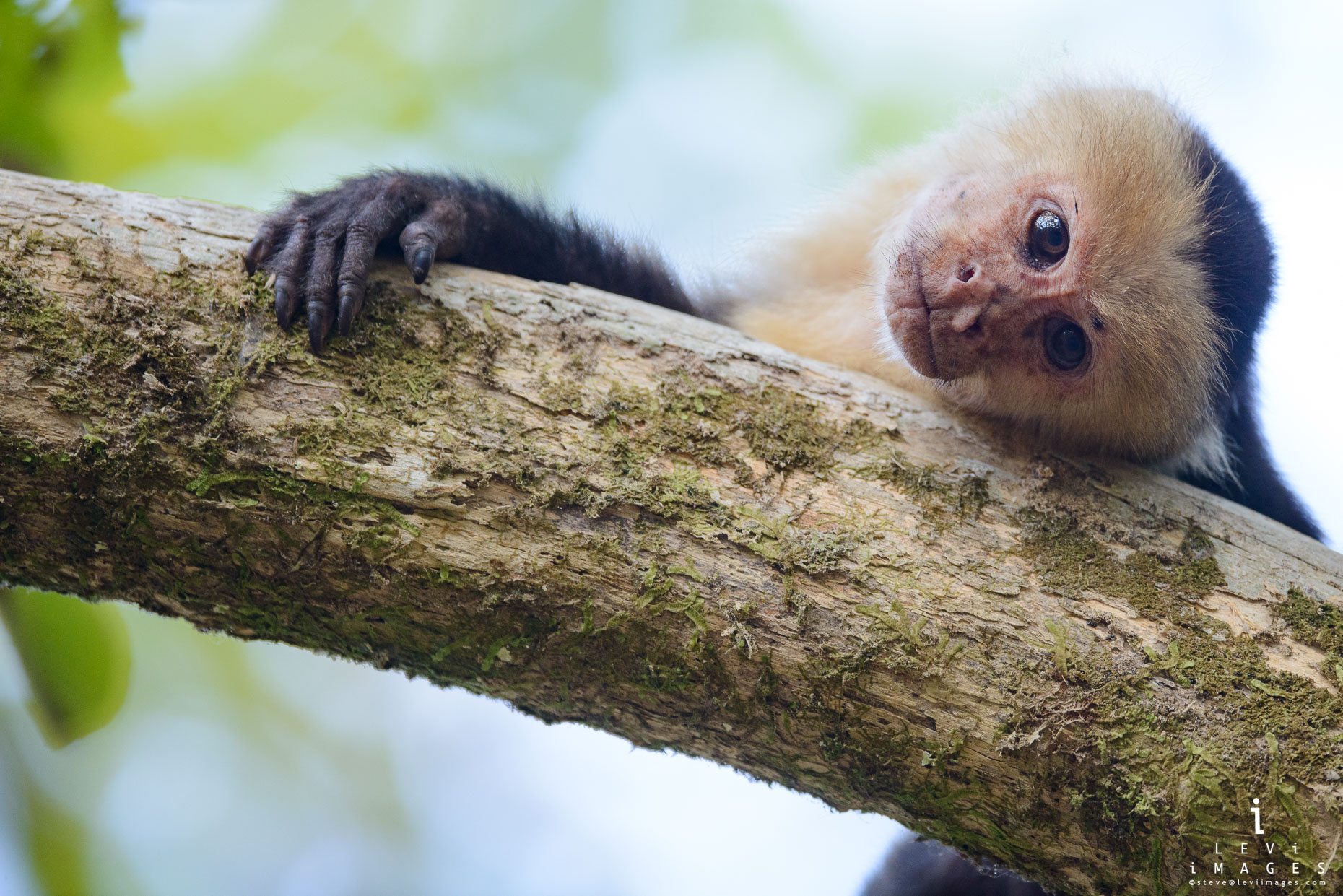 White-faced capuchin (Cebus capucinus) monkey portrait. Osa Peninsula, Costa Rica
