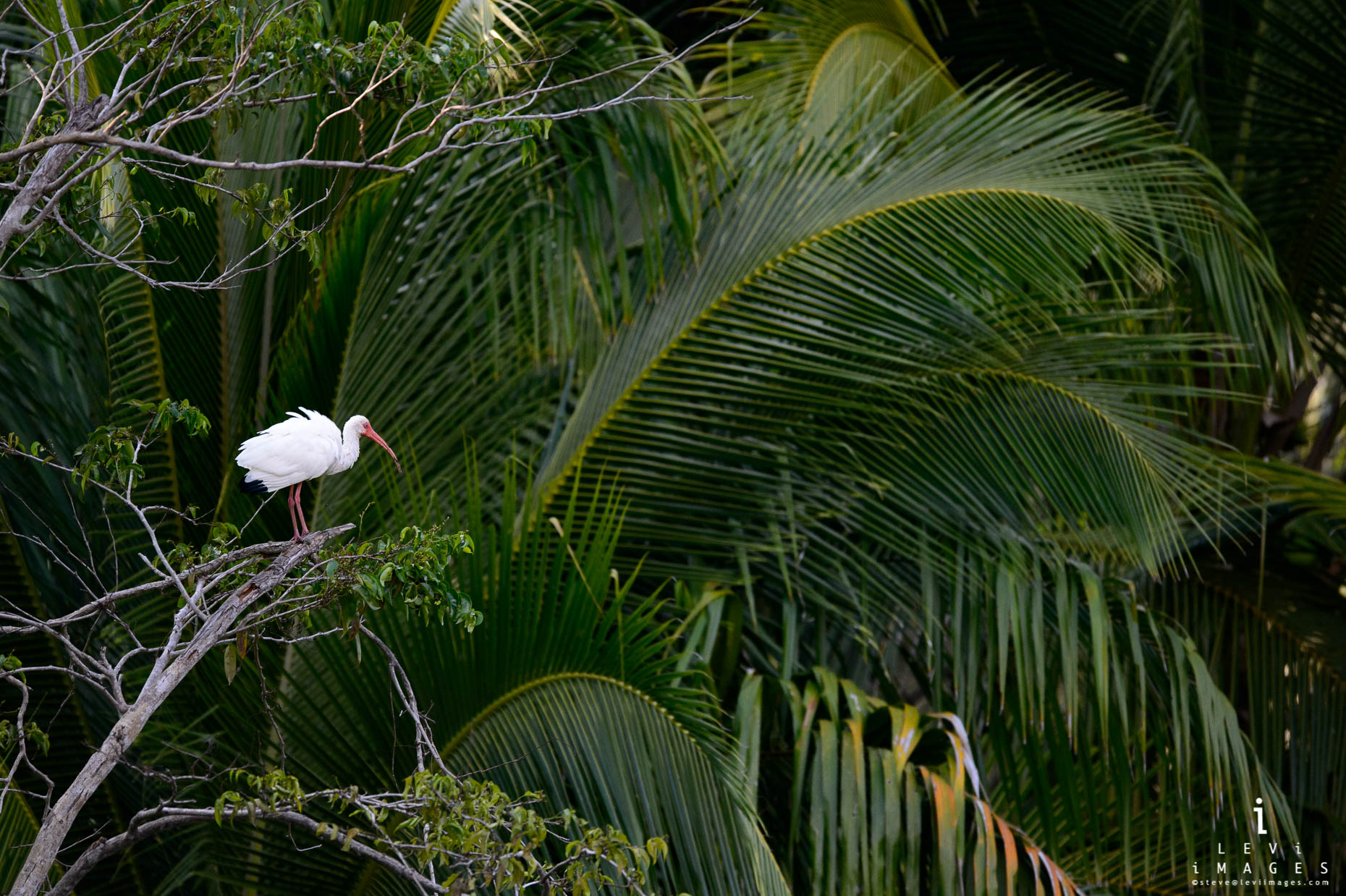 American white ibis (Eudocimus albus) is seen in its environment. Osa Peninsula, Costa Rica