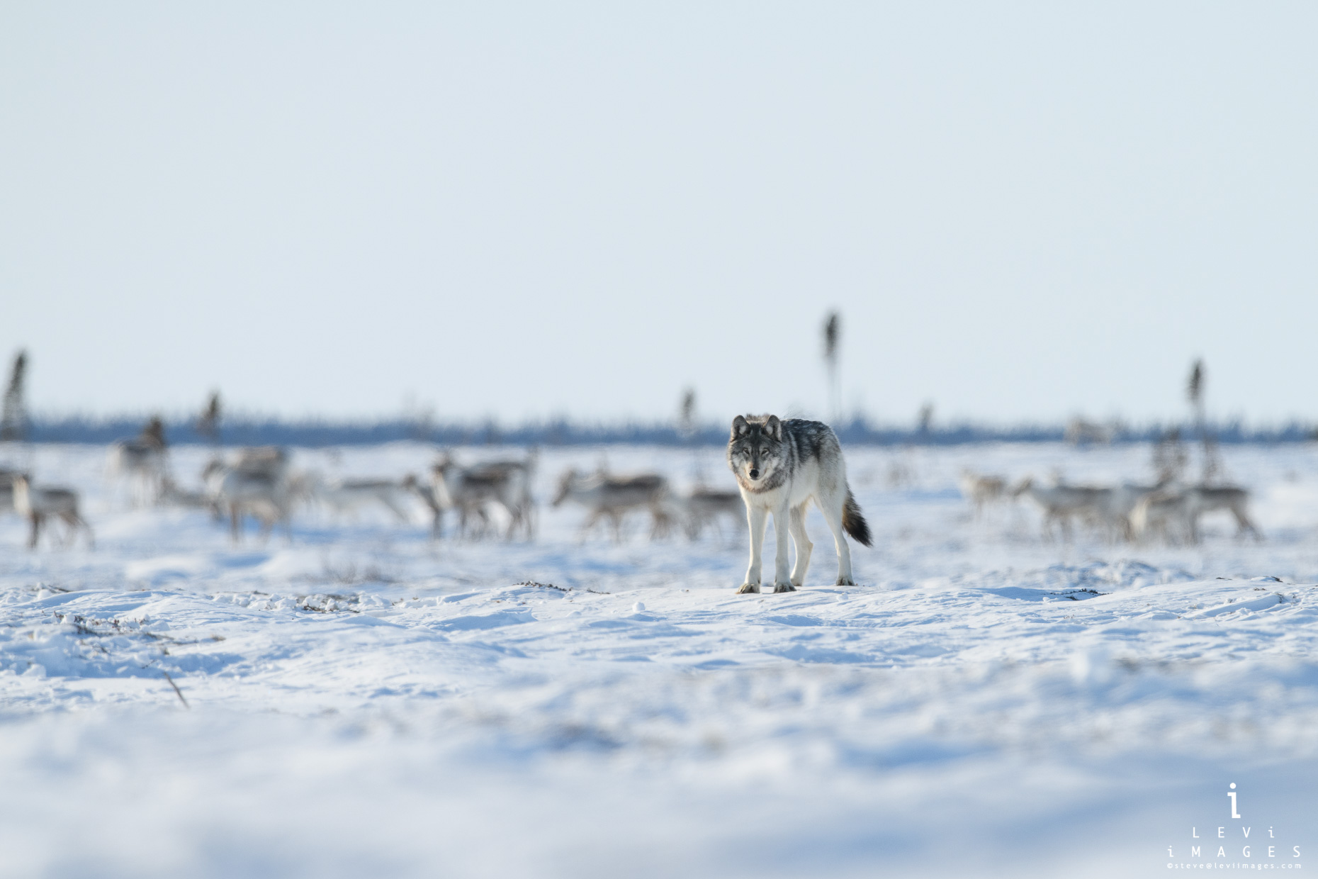 Gray Wolf (Canis lupus) with Caribou in the background. Wapusk National Park, Manitoba, Canada