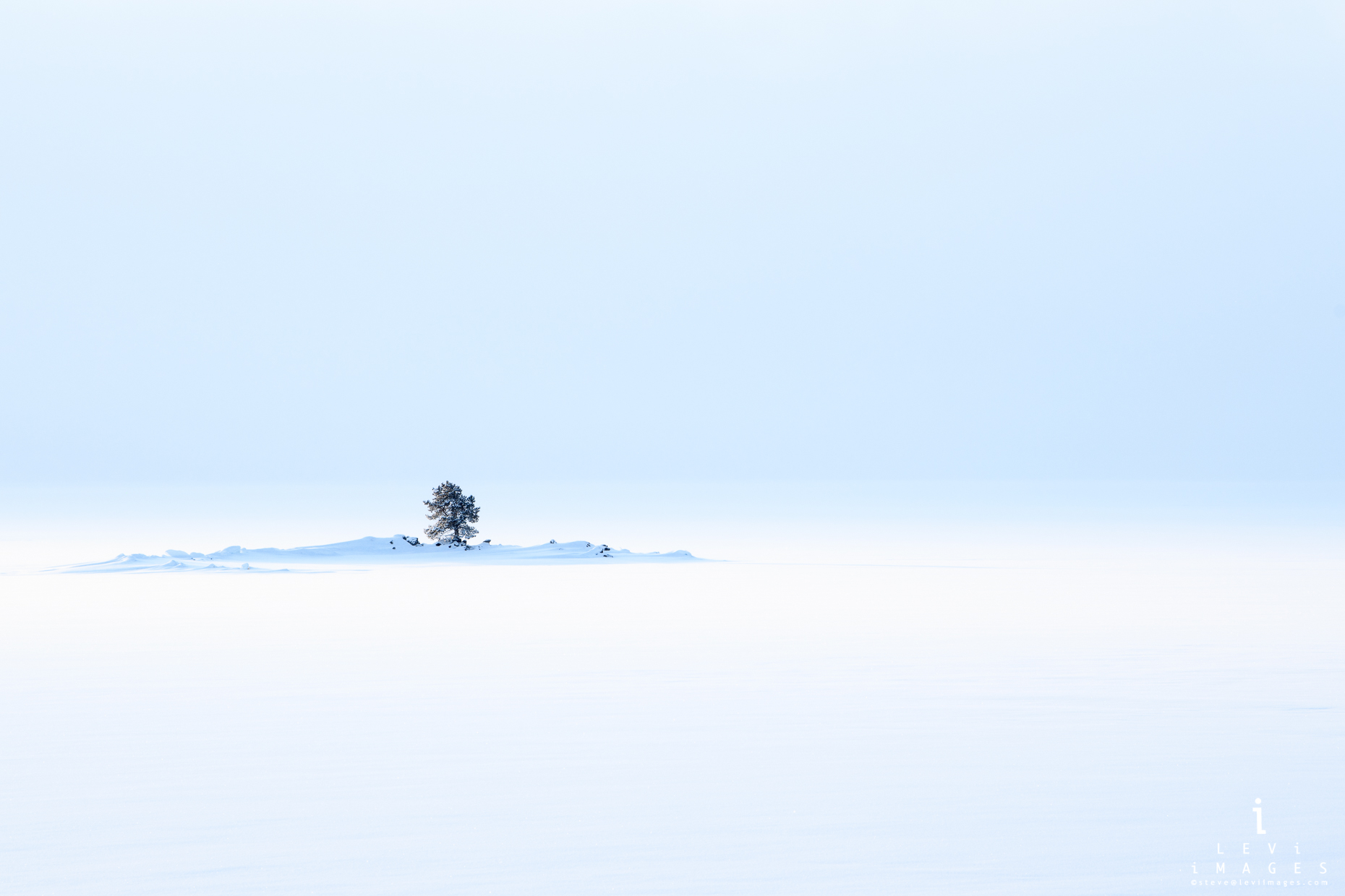 A lone tree in Yellowstone Lake is seen in soft winter light. Yellowstone National Park, Wyoming