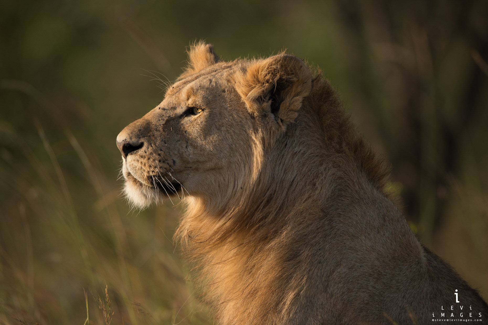 Young lion (Panthera leo) portrait in golden light. Maasai Mara, Kenya