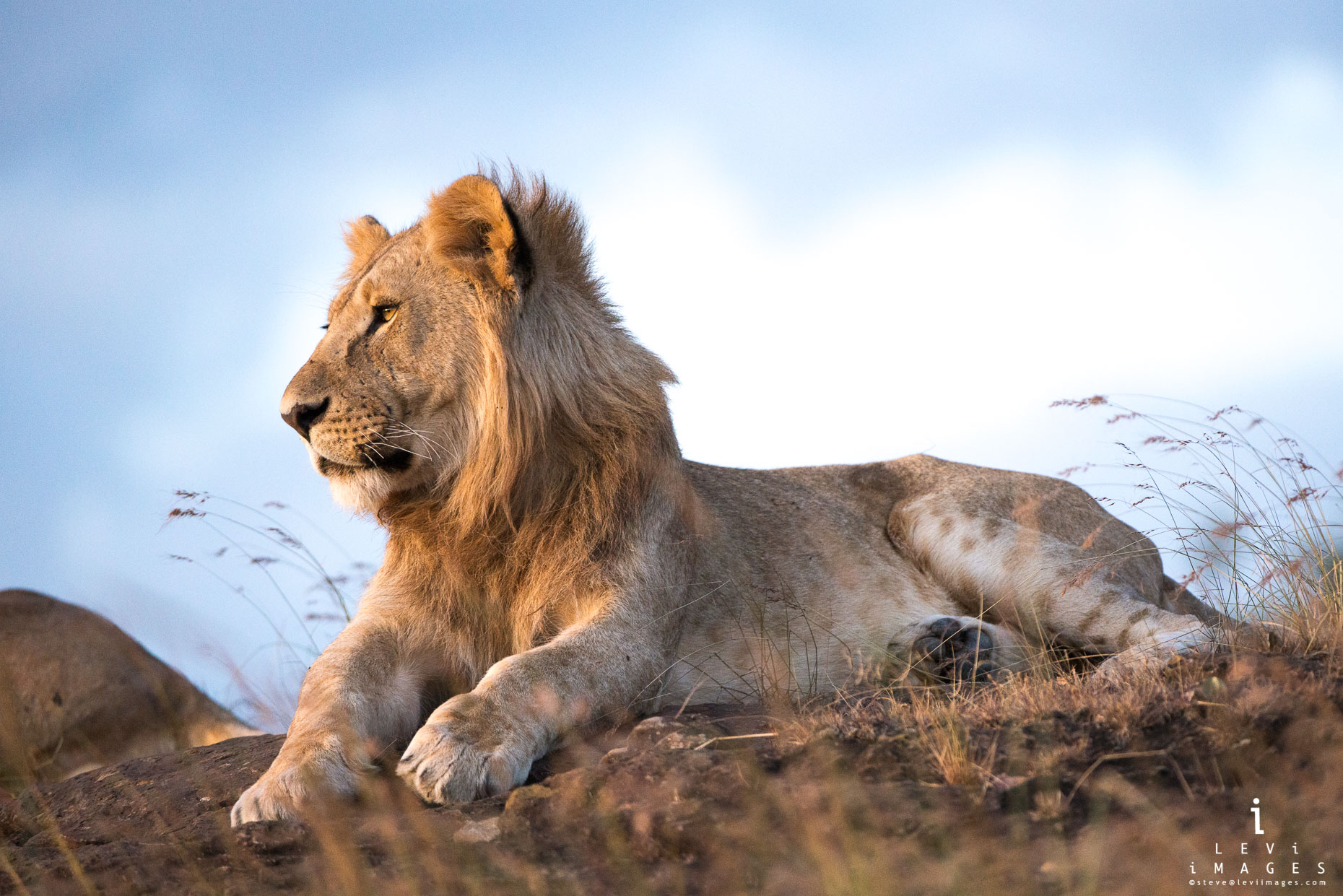 Young male lion (Panthera leo) in golden light. Maasai Mara, Kenya